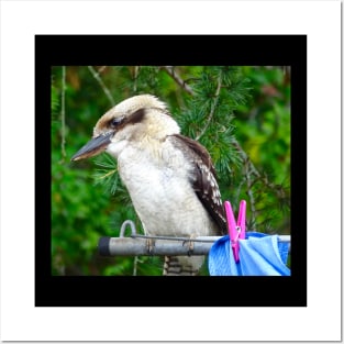 Kookaburra on the Clothesline! Posters and Art